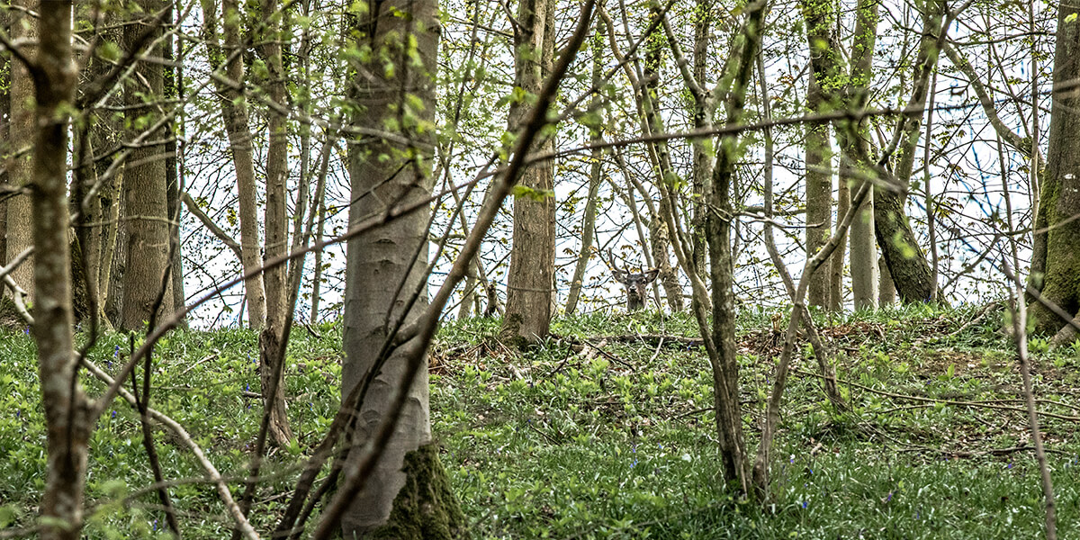 Forestry at Miserden