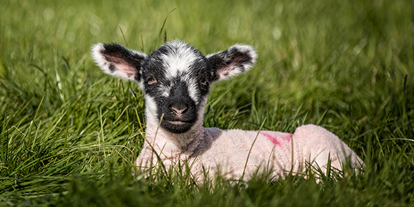 Sheep at Miserden