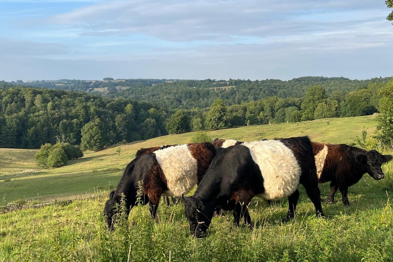 Cows at Miserden
