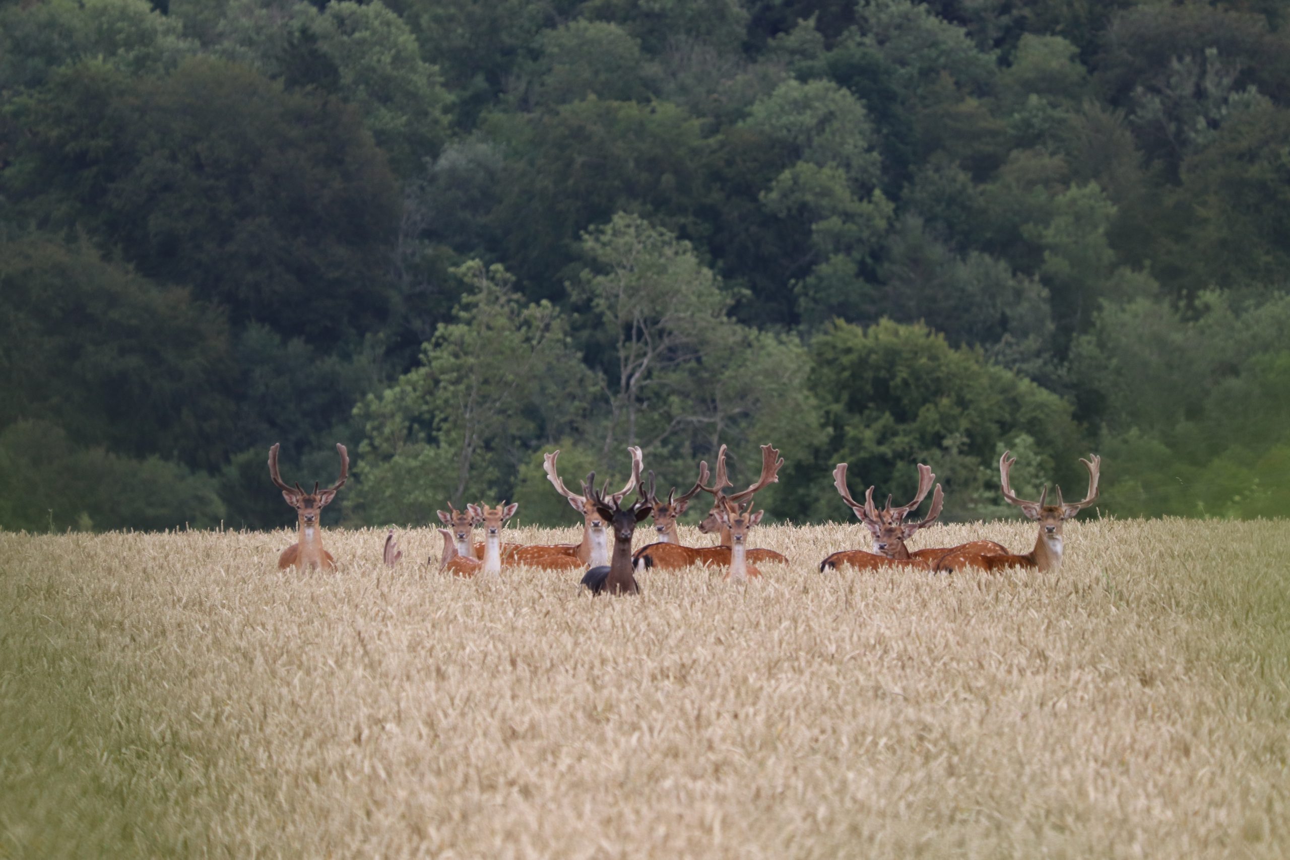 Roe deer at Miserden