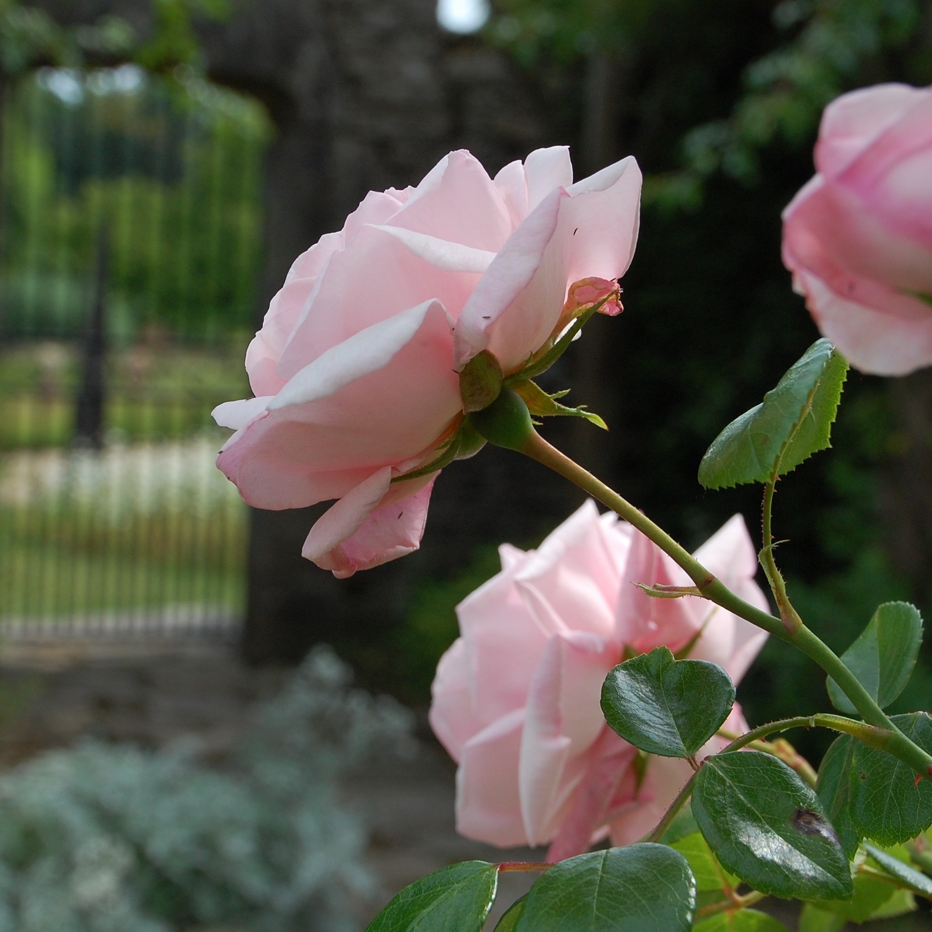 pink roses with link to blog page