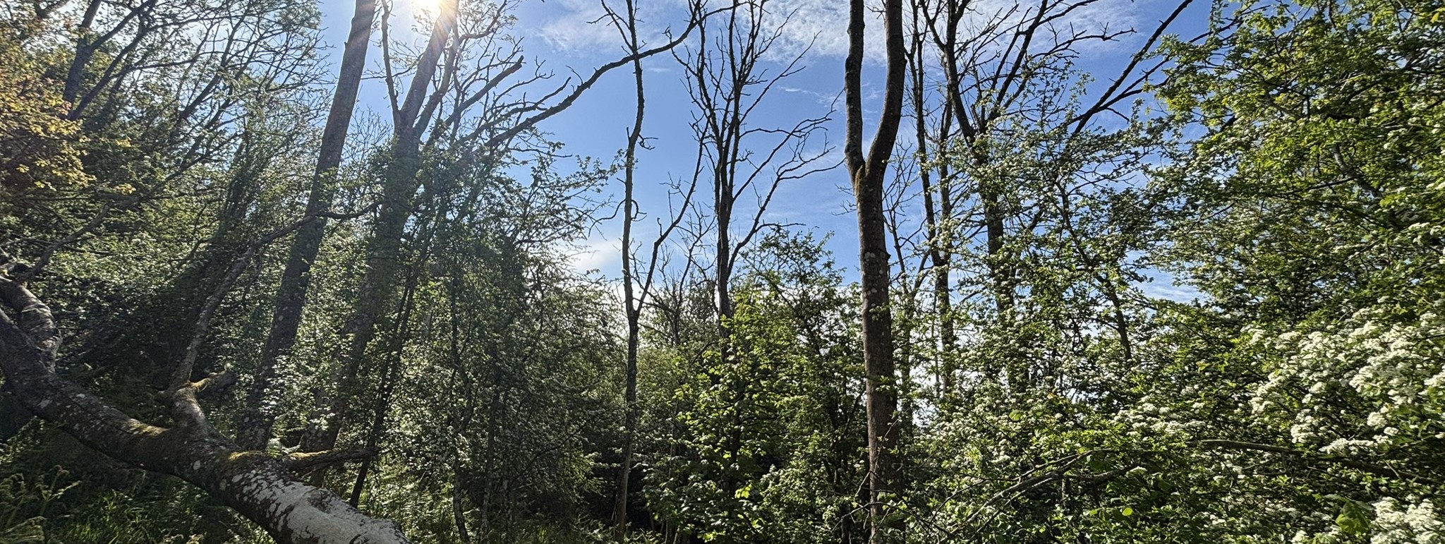 Featured image for “60,000 Trees On: How Miserden Estate is Rebuilding Its Woodland”